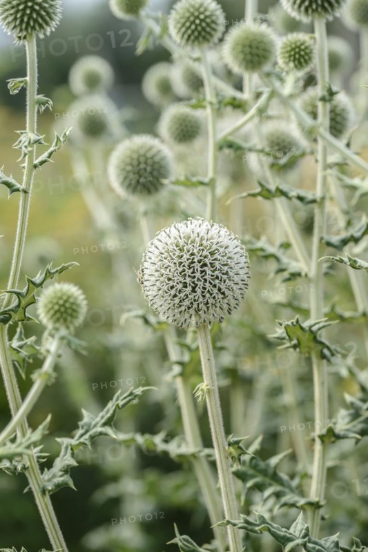 Spherical thistle (Echinops sphaerocephalus), Sarastro Stauden, Ort im Innkreis, Upper Austria, Austria