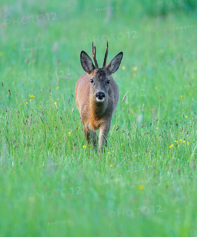 Roe deer (Capreolus capreolus), roebuck running in a meadow, wildlife, Lower Saxony, Germany