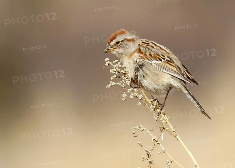 American Tree Sparrow (Spizelloides arborea), Saskatchewan, Canada