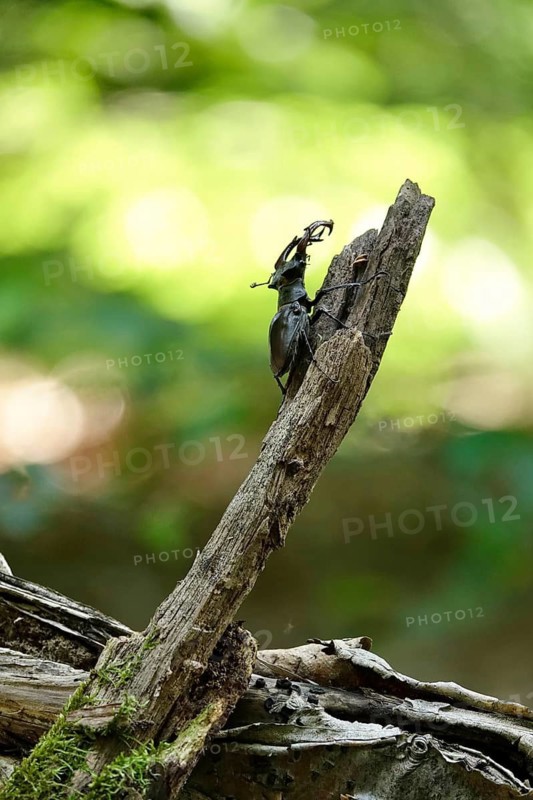 Fascinating stag beetle (Lucanus cervus), insect of the year 2012, June, Saxony, Germany