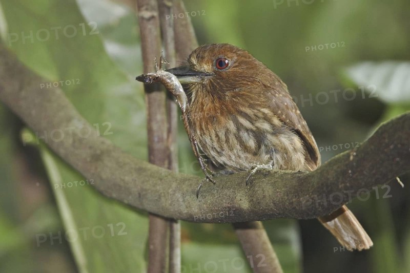 White-whiskered Puffbird (Malacoptila panamensis), Costa Rica