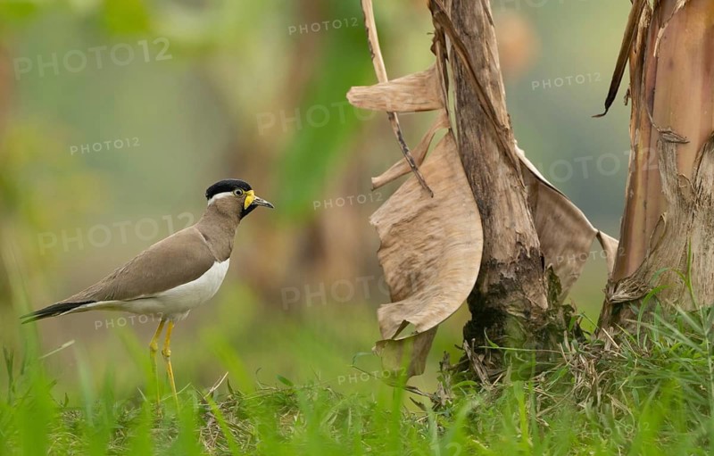 A yellow-wattled lapwing (Vanellus malabaricus), Sreepur, Gazipur, bangladesh