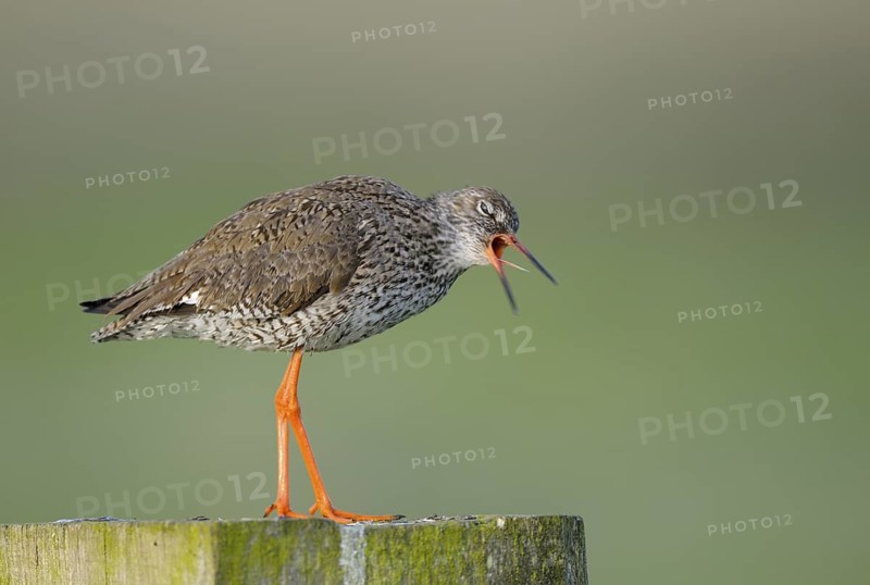 Rotschenkel (Tringa totanus), Redshank, Altvogel auf Sitzwarte, wuergt Speiballen aus, Mai, Nijkerk, Niederlande