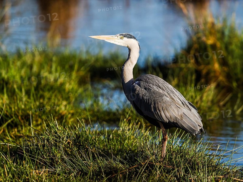 Grey Heron, Ardea cinerea, bird in winter on marshes in winter