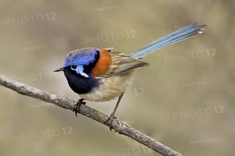 Blue-breasted Fairywren (Malurus pulcherrimus) male, Western Australia, Australia