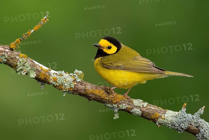 Hooded Warbler (Setophaga citrina) male, Texas, USA