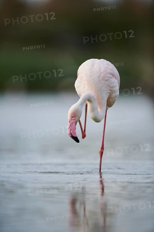 Greater Flamingo (Phoenicopterus roseus) walking in the water, Parc Naturel Regional de Camargue, France