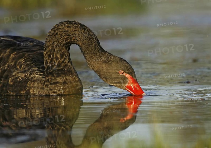 Black Swan (Cygnus atratus), Victoria, Australia