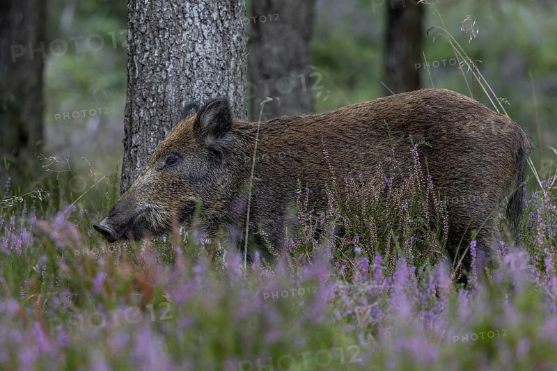 A wild boar (Sus scrofa) in blooming heather, heather blossom, mast year, acorn mast, defensive, September, Denmark