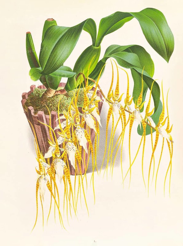 Orchid, Brassia caudata, authentic reproduction of an illustration by Jean Jules Linden (1817 - 1898), Luxembourg-Belgian botanist, one of the fathers of orchid research, Historical