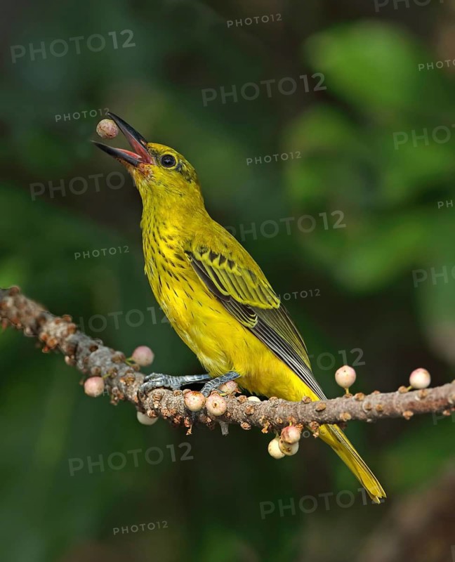 Black-naped Oriole (Oriolus chinensis) juvenile, Malaysia