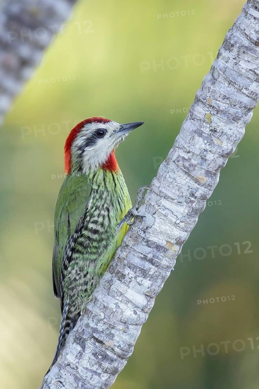 Cuban Green Woodpecker (Xiphidiopicus percussus) perched on a branch in Cuba