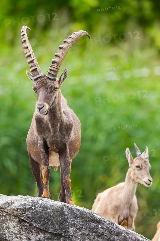 Alpine ibex (Capra ibex), male and female on a rock, Bavaria, Germany