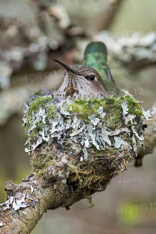 Anna's Hummingbird (Calypte anna) on a nest in Victoria, BC, Canada