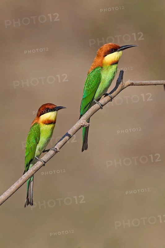 Chestnut-headed Bee-eater (Merops leschenaulti) pair, Malaysia