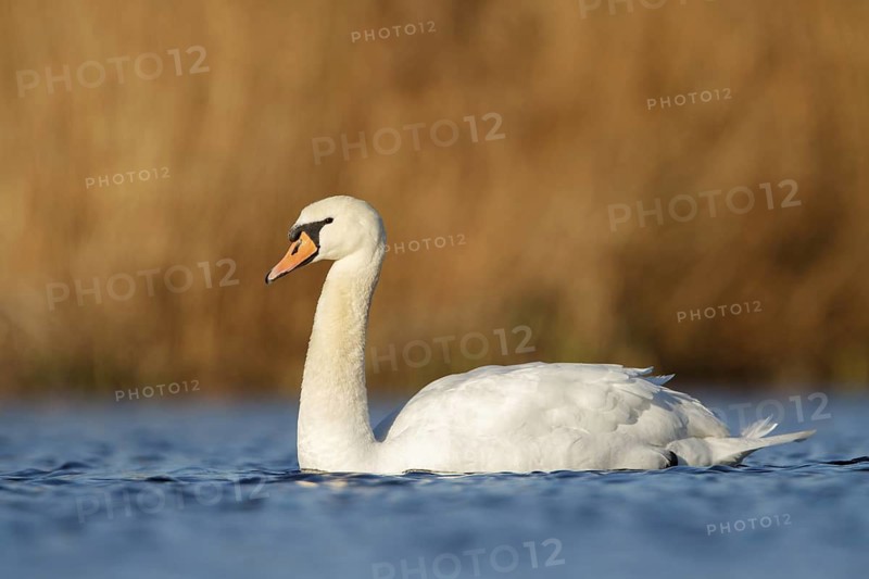 Mute Swan (Cygnus olor), Utrecht, Netherlands