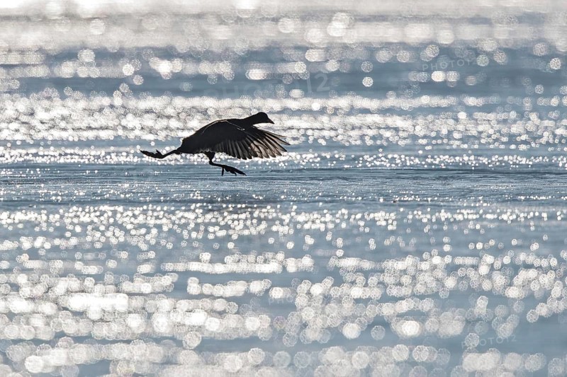 Eurasian Coot (Fulica atra) flying over ice, Bavaria, Germany