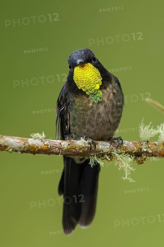 Black-backed Thornbill (Ramphomicron dorsale) perched on a branch in the mountains of Colombia, South America