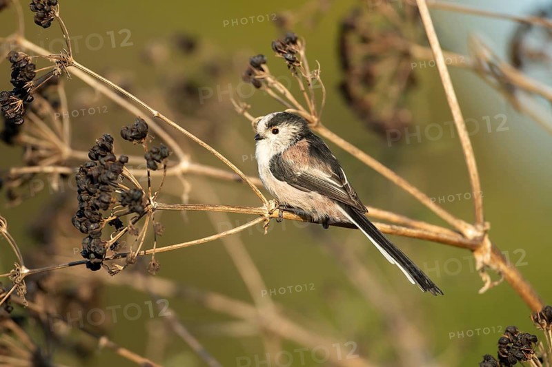 Long tailed tit (Aegithalos caudatus) adult bird on a hogweed plant seedhead, Suffolk, England, United Kingdom