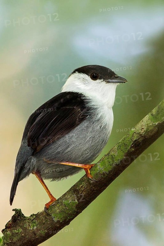 White-bearded Manakin (Manacus manacus) perched on a branch in the Atlantic rainforest of southeast Brazil