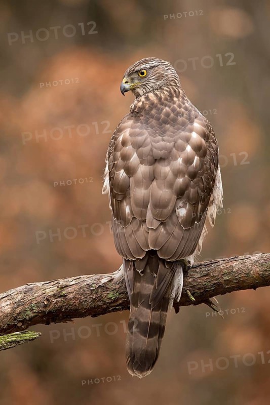 Northern Goshawk (Accipiter gentilis) juvenile, Utrecht, Netherlands