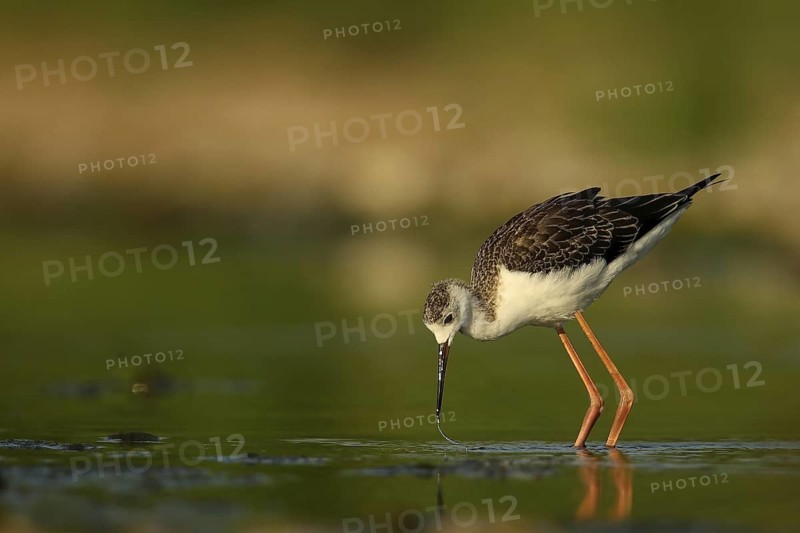 Black-winged Stilt (Himantopus himantopus) juvenile foraging, Piedmont, Italy