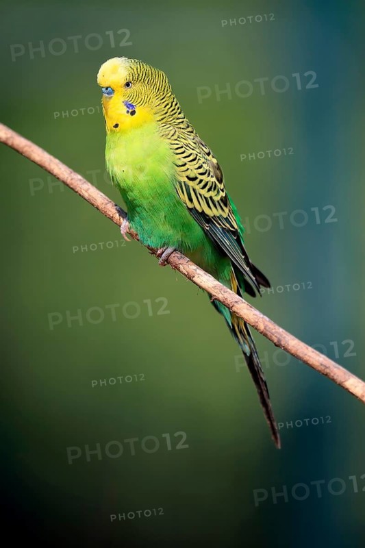Budgerigar (Melopsittacus undulatus), adult, male, in perch, Australia