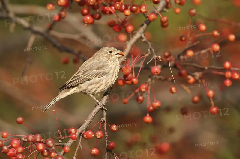 House Finch (Haemorhous mexicanus), Ohio, USA