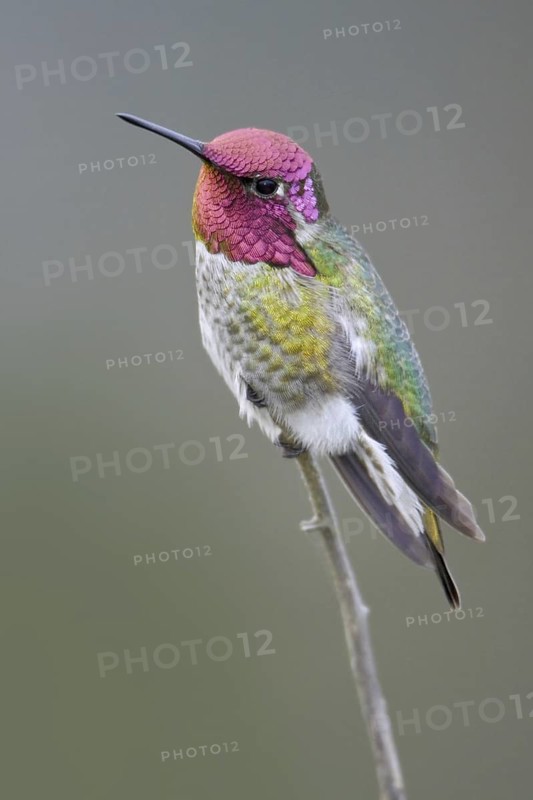 Anna's Hummingbird (Calypte anna), British Columbia, Canada