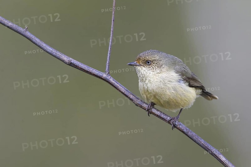 Buff-rumped Thornbill (Acanthiza reguloides), Victoria, Australia