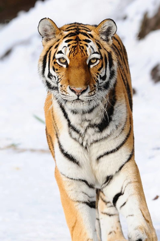 Siberian tiger (Panthera tigris altaica) standing in the snow, captive, occurrence Russia