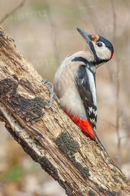 A bird with red and black feathers sits on a branch. Great woodpecker (Dendrocopos major) . Lower Rhine, Alsace, France