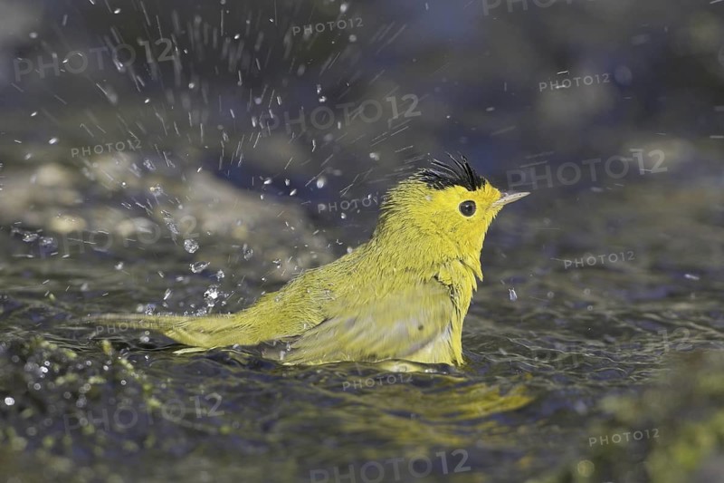 Wilson's Warbler (Cardellina pusilla) male bathing, British Columbia, Canada