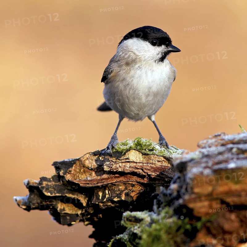 Marsh Tit (Poecile palustris), Baden-Wuerttemberg, Germany