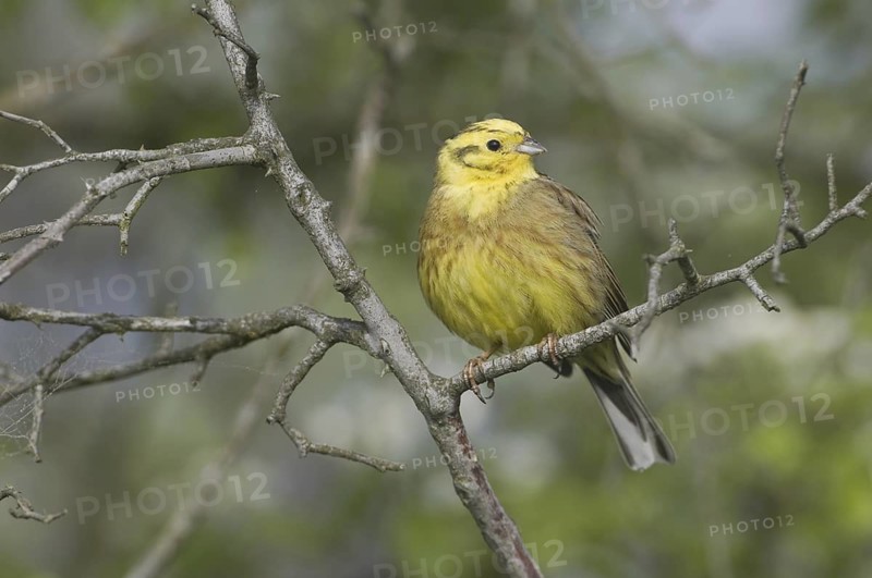 Yellowhammer (Emberiza citrinella), Saxony, Germany