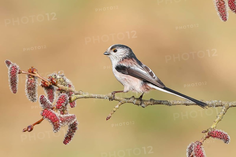 Long-tailed Tit (Aegithalos caudatus) sitting on a branch of a black poplar (Populus nigra), Wildlife, Animals, Birds, Tits, Siegerland, North Rhine-Westphalia, Germany
