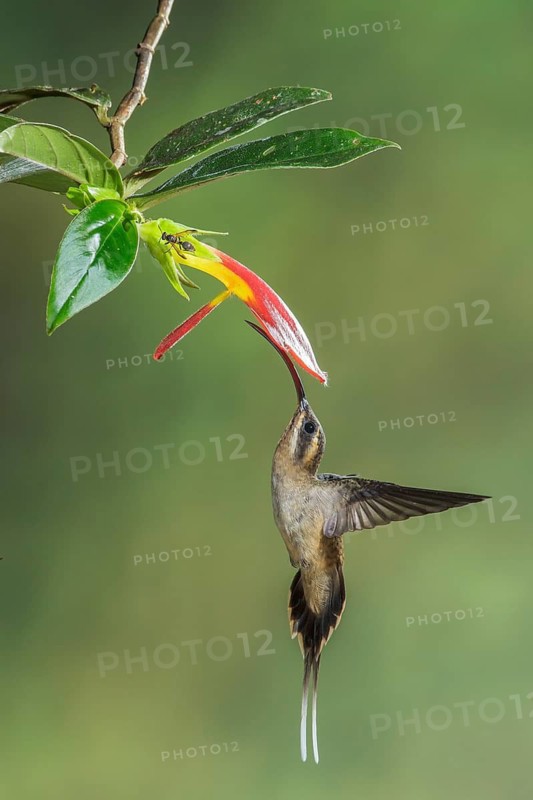 Long-billed Hermit (Phaethornis longirostris) flying while feeding at a flower in Costa Rica