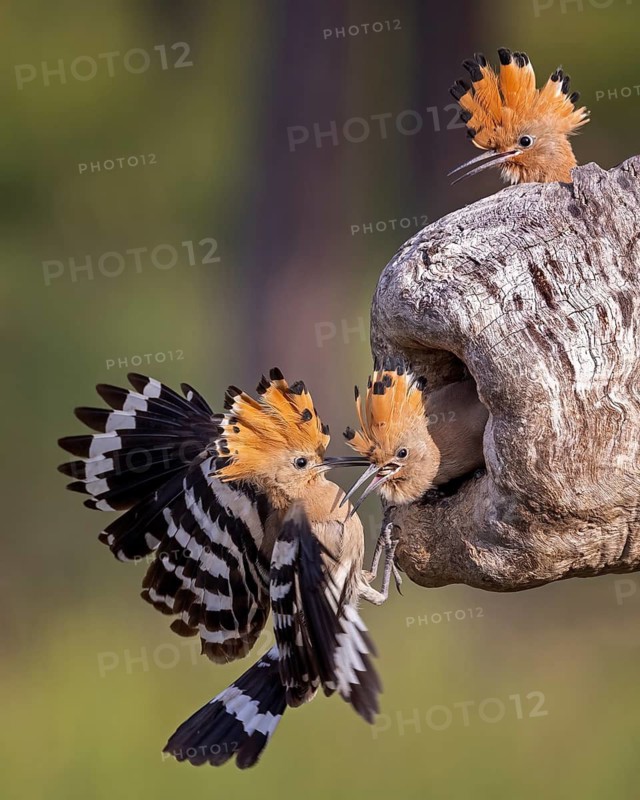 Eurasian Hoopoe (Upupa epops), Saxony-Anhalt, Germany