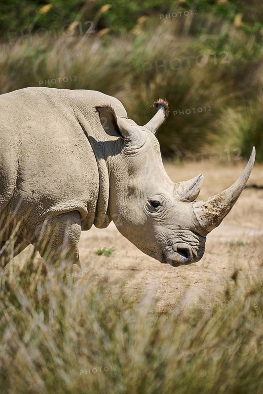 Square-lipped rhinoceros (Ceratotherium simum), standing in the dessert, captive, distribution Africa