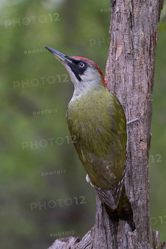 European Green Woodpecker (Picus viridis) female, Subotica, Serbia