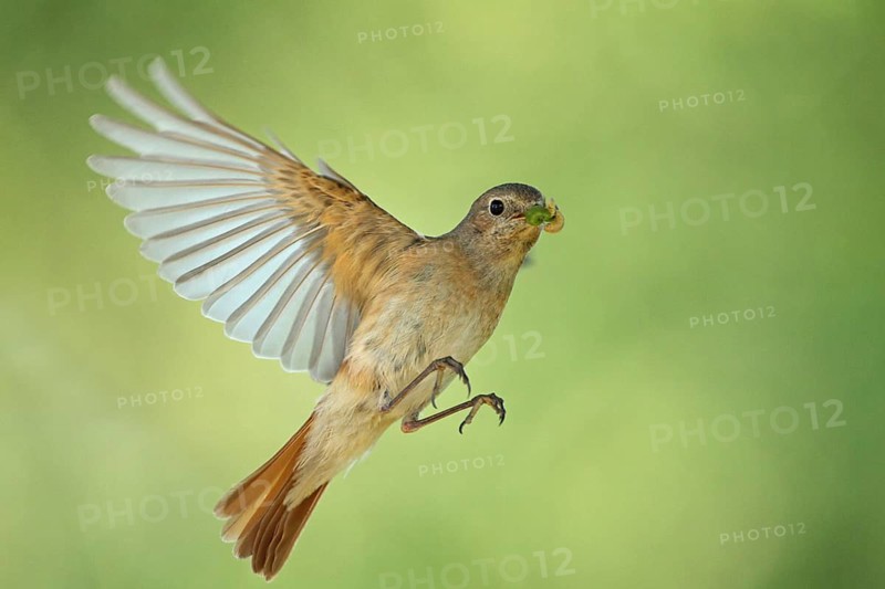 Common Redstart (Phoenicurus phoenicurus) female flying, Baden-Wuerttemberg, Germany