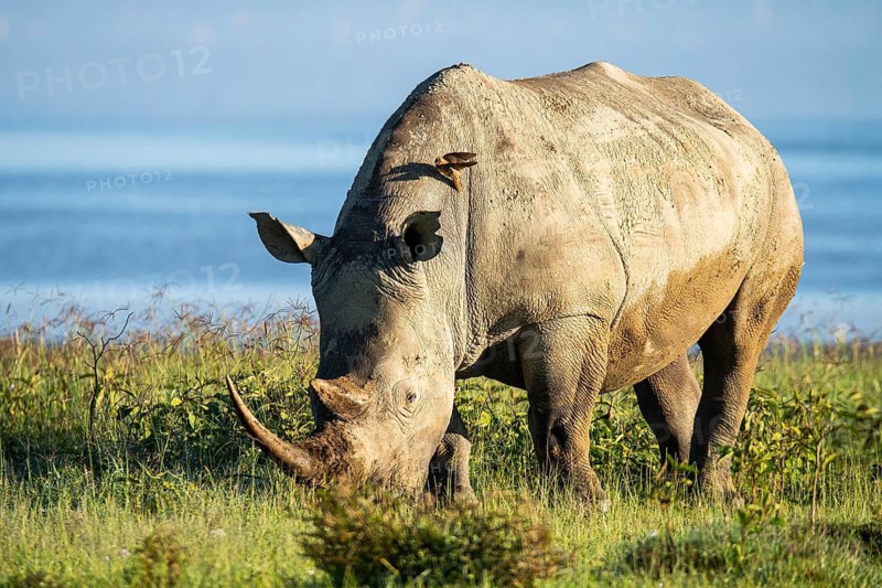 A white rhinoceros is captured grazing in the lush fields of Lake Nakuru National Park, under the glowing morning sun