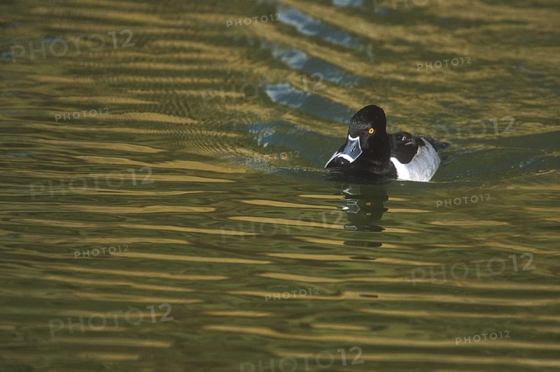 Ring-necked Duck (Aythya collaris) male, Arizona, USA