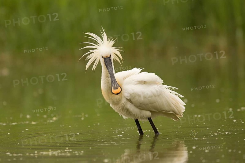 Eurasian Spoonbill (Platalea leucorodia), Serbia