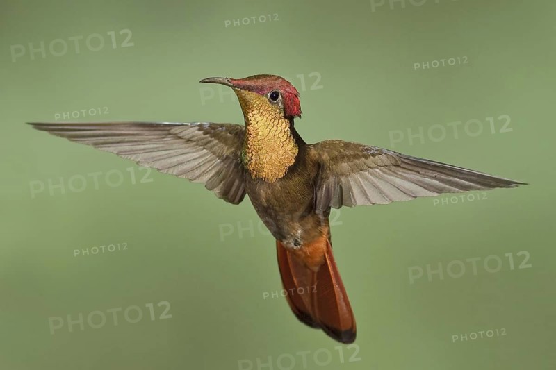 Ruby-topaz Hummingbird (Chrysolampis mosquitus), Trinidad and Tobago
