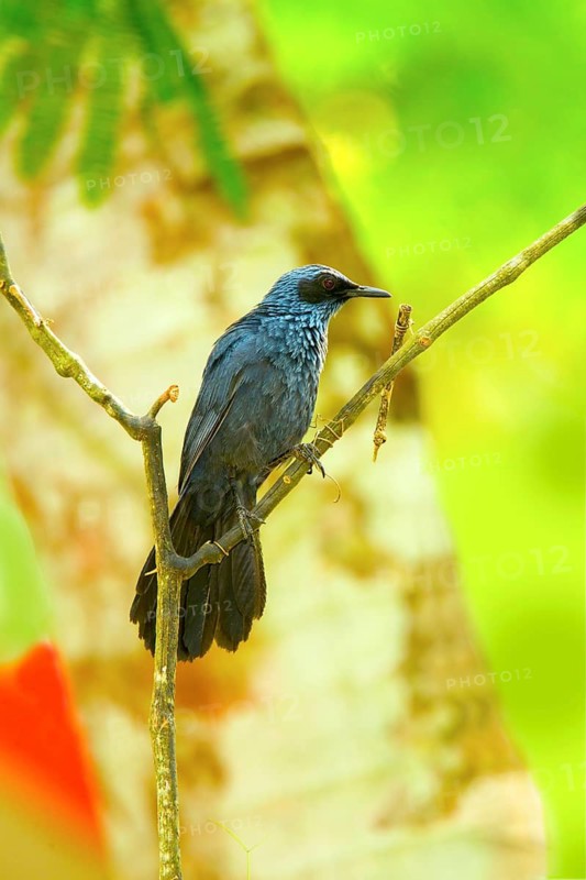 Blue Mockingbird Melanotis caerulescens El Tuito, Jalisco, Mexico 11 June Adult Mimidae