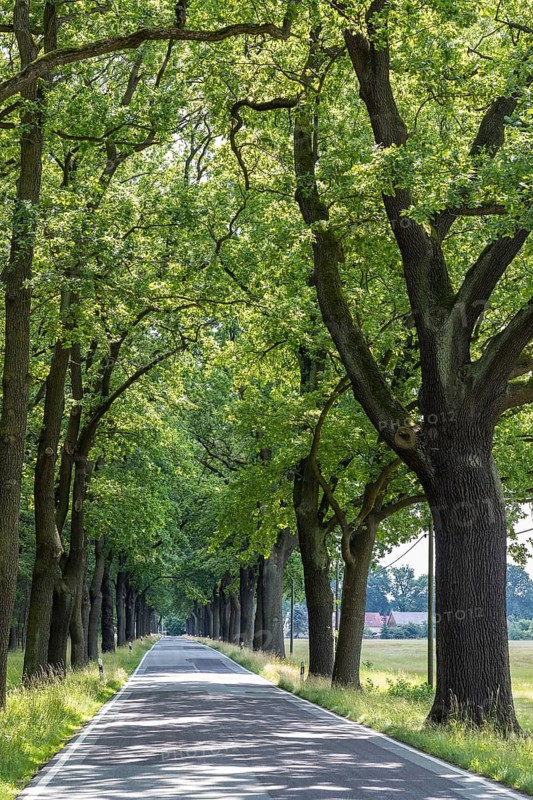 Oak avenue between Uhyst (Spree) and Mönau, Upper Lusatia, Saxony, Germany
