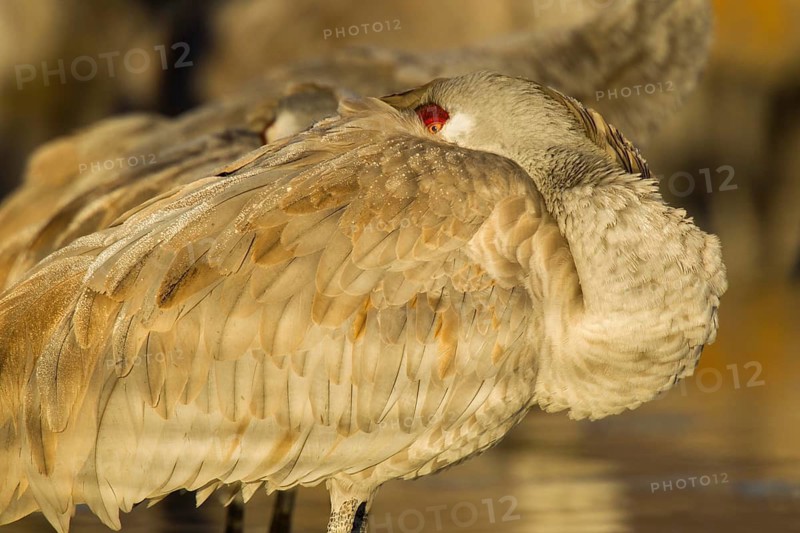Sandhill Crane Grus canadensis Bosque del Apache National Wildlife Refuge, New Mexico, United States 16 December Adult awakening at dawn. Gruidae