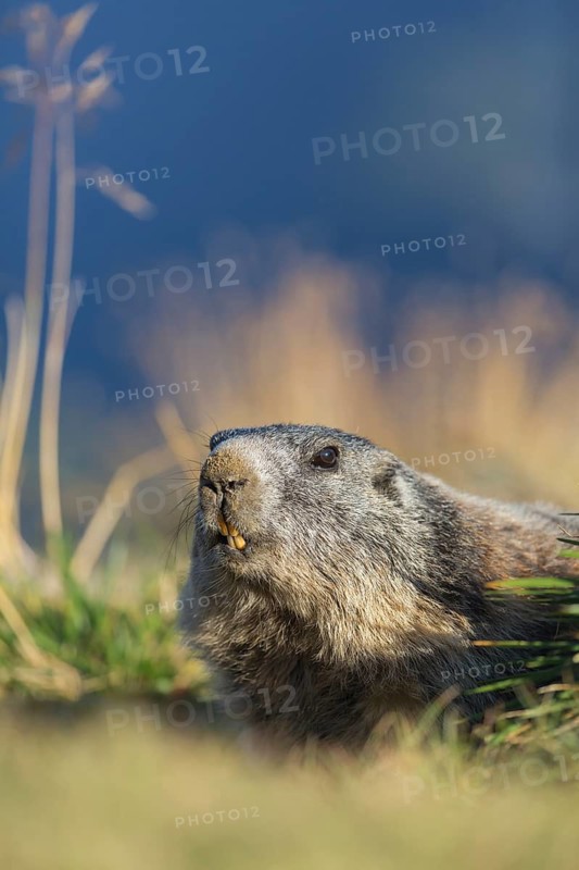 One adult Alpine Marmot, Marmota marmota, sitting in green grass in late light