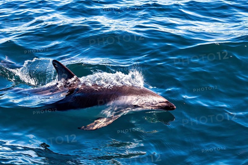 A dolphin leaps through the blue sea and creates splashes in the water, The Clymene dolphin (Stenella clymene) near Puerto Madryn in Argentina
